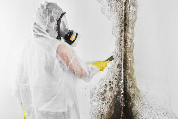 Best Black Mold Removal  in Elwood, IL