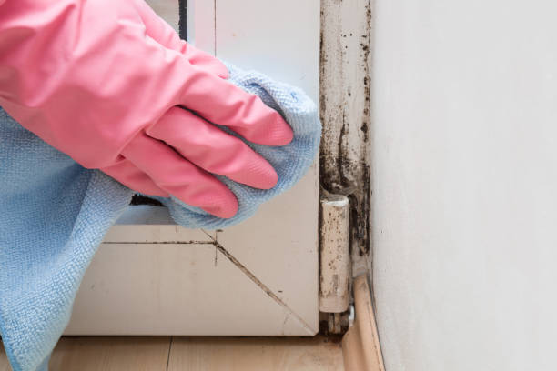 Best Residential Mold Removal  in Elwood, IL