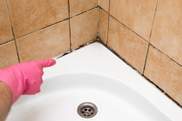 Best Toxic Mold Removal  in Elwood, IL